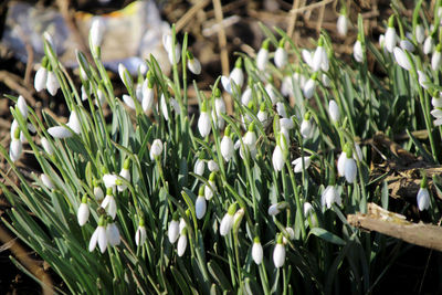 Close-up of flowers blooming outdoors