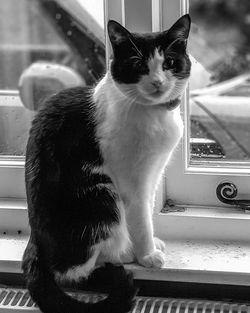 Cat sitting on window sill