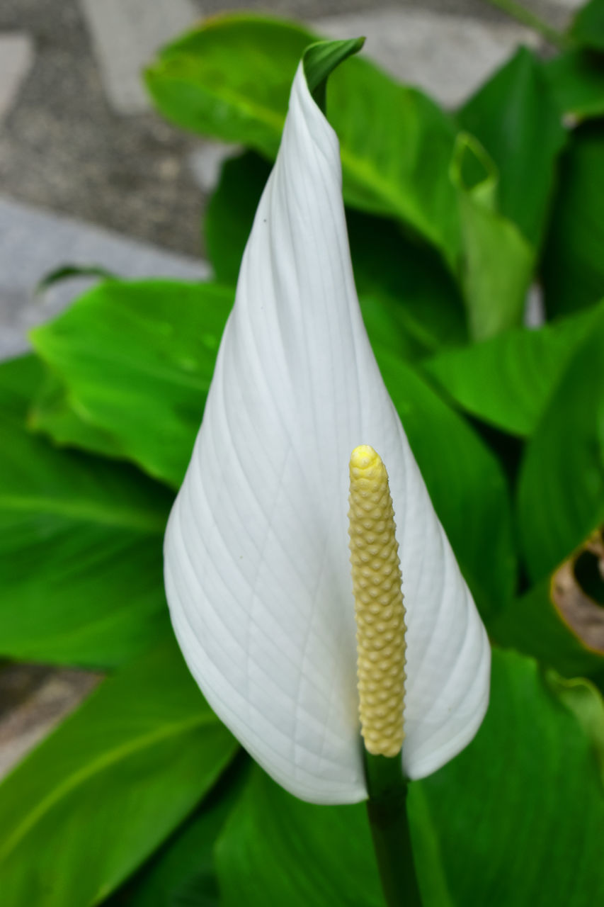 CLOSE-UP OF WHITE FLOWER WITH LEAVES ON PLANT