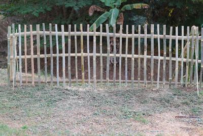 Plants growing on field in yard