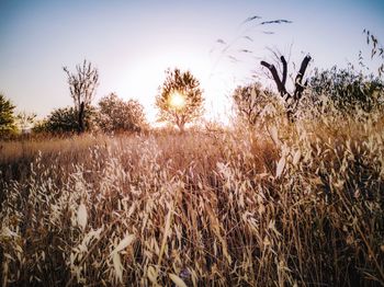 Scenic view of field against sky during sunset