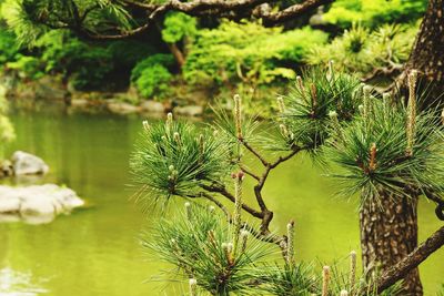 Close-up of plant in lake