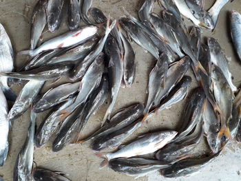 High angle view of fish for sale in market