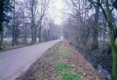 Road amidst bare trees in forest