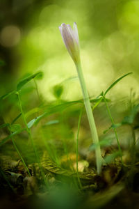 Close-up of dew on grassy field