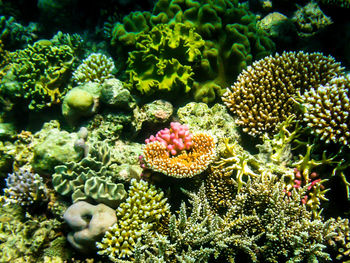 Close-up of coral in sea