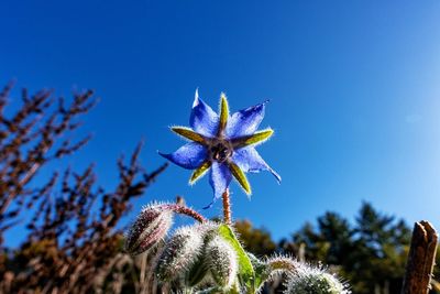 Low angle view of flowering plant against blue sky