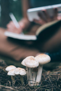 Close-up of mushroom growing on field