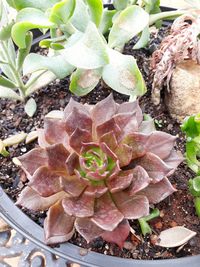 Close-up of plants