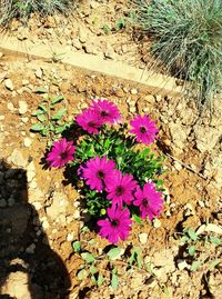 High angle view of pink flowering plants on land