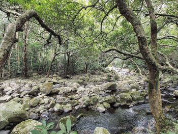 Trees in forest