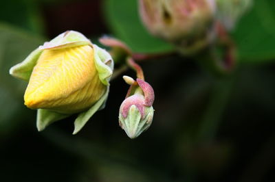 Close-up of pink flowering plant