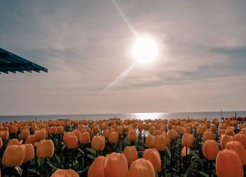 Panoramic view of sea against sky during sunset