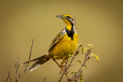 Yellow-throated longclaw perches on branch turning head