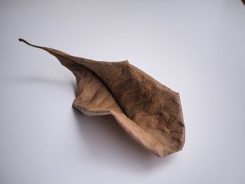 High angle view of dry leaf against white background