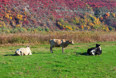 Green pasture with cows . farm animals at the meadow