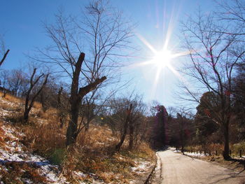 Road amidst trees against sky