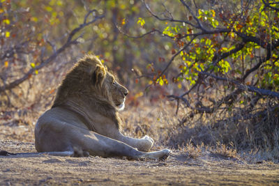 Lion sitting on land in forest