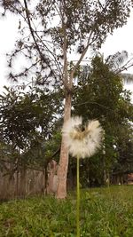 View of a bird on plant