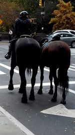 Horses on road