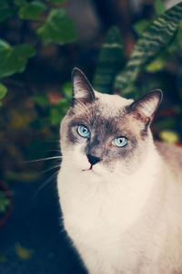 Close-up portrait of cat