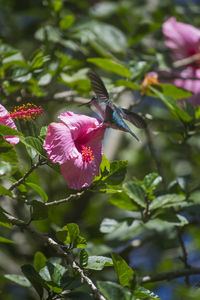 Close-up of pink flowers