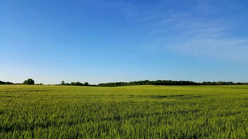 Scenic view of wheat field against clear blue sky