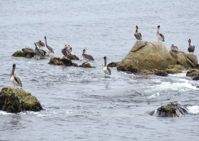 Birds in the sea