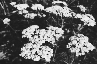 Close-up of white flowering plant