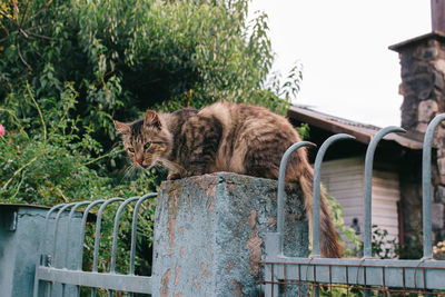 Cat relaxing on railing