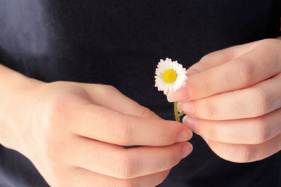 Close-up of hand holding rose flower