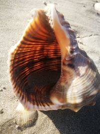 Close-up of seashell on sand at beach