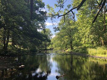 Scenic view of lake in forest