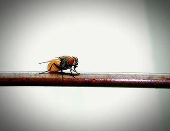 insect