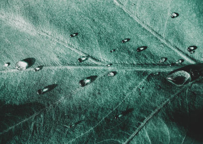 Full frame shot of water drops on leaf