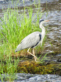 Side view of a bird standing in water