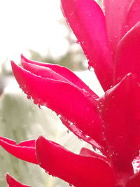 Close-up of pink flower blooming outdoors