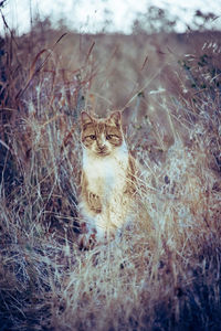 Portrait of cat sitting on land