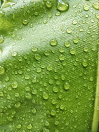 Full frame shot of raindrops on leaf