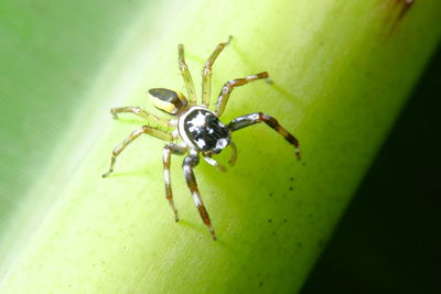 Close-up of spider