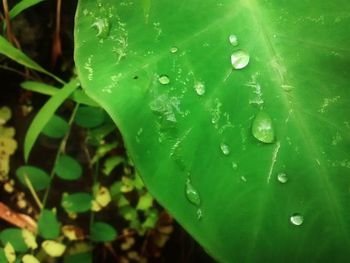 Close-up of water drops on leaves