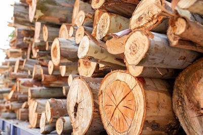 Stack of logs in forest