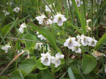 Close-up of white flowers blooming outdoors