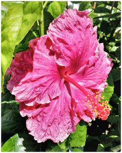 Close-up of pink flowers