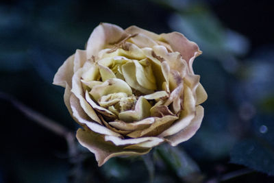 Close-up of wilted rose against blurred background