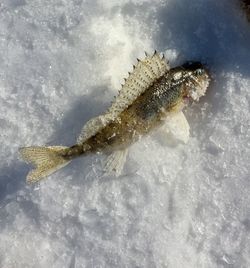 Close-up of fish underwater