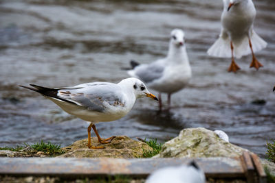 Seagulls perching on lakeshore