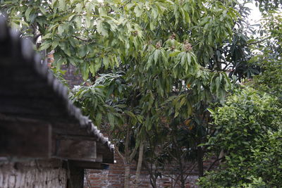 Low angle view of plants against trees