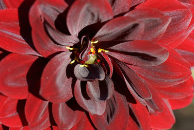 Close-up of red flowering plant