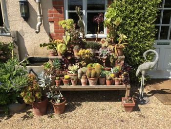 Potted plants in yard